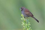 Five-striped Sparrow